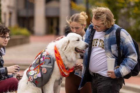 Dog often walked on campus 